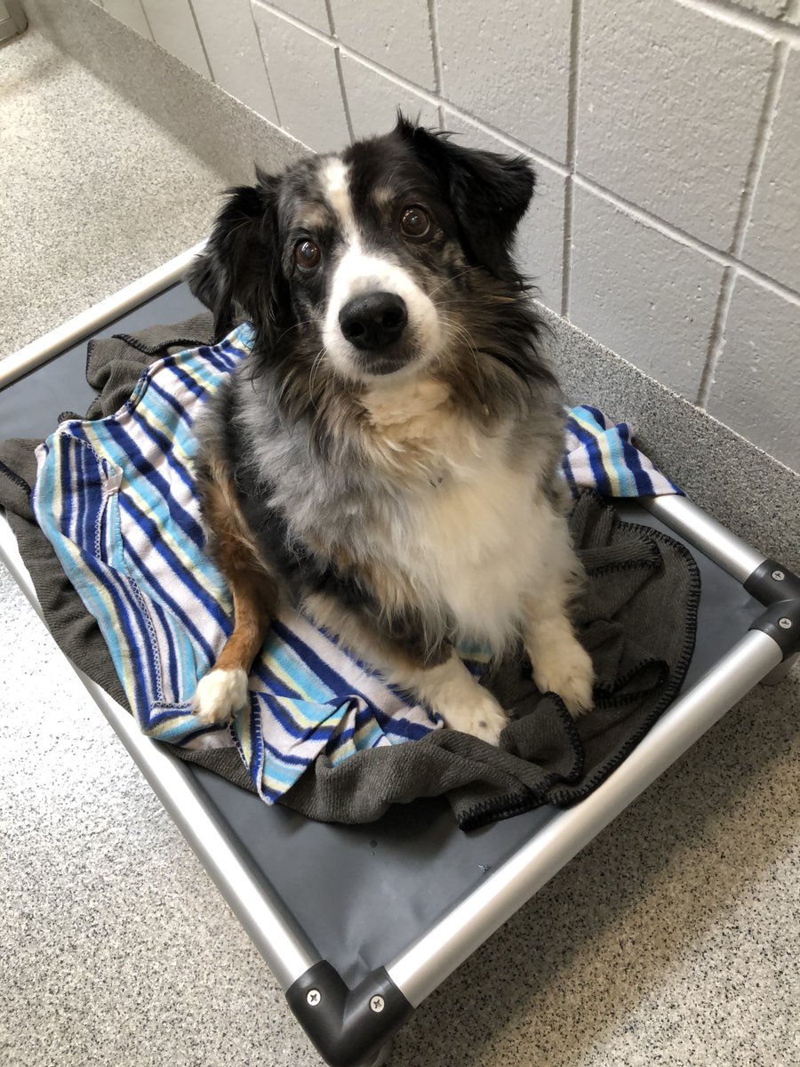 Blue the 16-year-old Australian Shepherd is one of the sweetest, fluffiest dogs we've ever met. ❤️ He's an incredibly good boy and just wants a quiet home to spend his golden years in.