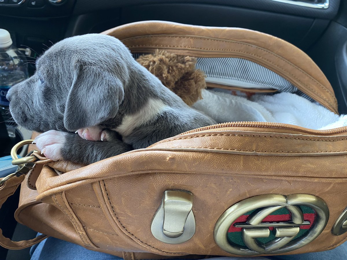 ___mainstream's tweet photo. Ok but i love being a dog mom https://t.co/o1tnglDzml