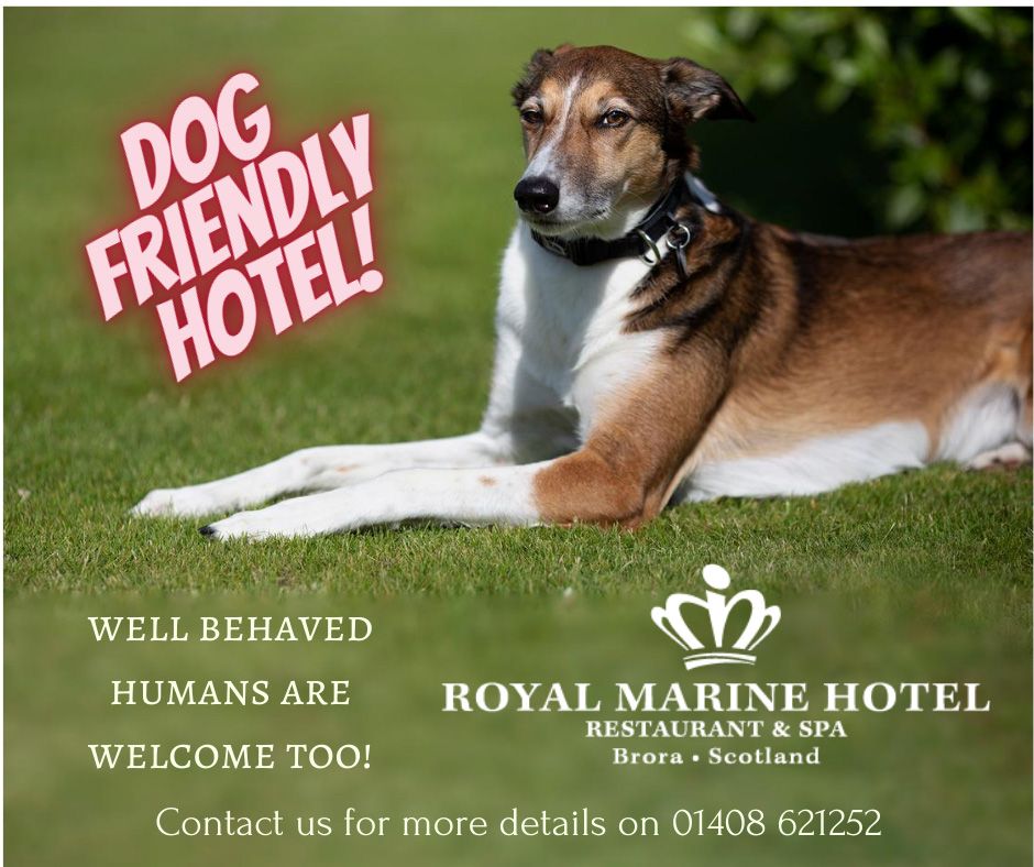 Royal Marine Hotel (@royalmarinebror) on Twitter photo Make your perfect holiday even better by bringing along your best friend!
#staycation #dogfriendly #petswelcome #dogswelcome #Scotland #Highlands <a href="/NC500/">Claes Olsén🔴🟡</a> #welovedogs #bookdirect Make your perfect holiday even better by bringing along your best friend!
#staycation #dogfriendly #petswelcome #dogswelcome #Scotland #Highlands <a href="/NC500/">Claes Olsén🔴🟡</a> #welovedogs #bookdirect