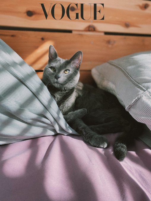 Please go vote for my precious cat  https://t.co/EwH52EwQUQ https://t.co/ikV5EdXMUC