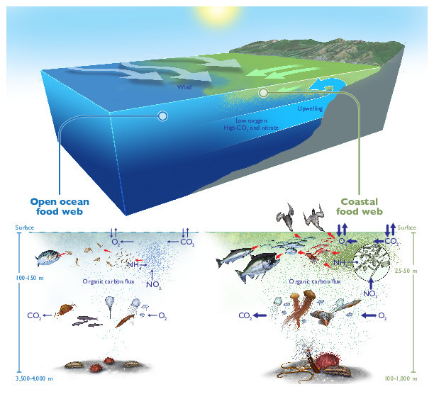 This shift in the building blocks of the ocean food web creates a chain reaction that plays out over time and depth, through the entire ecosystem.