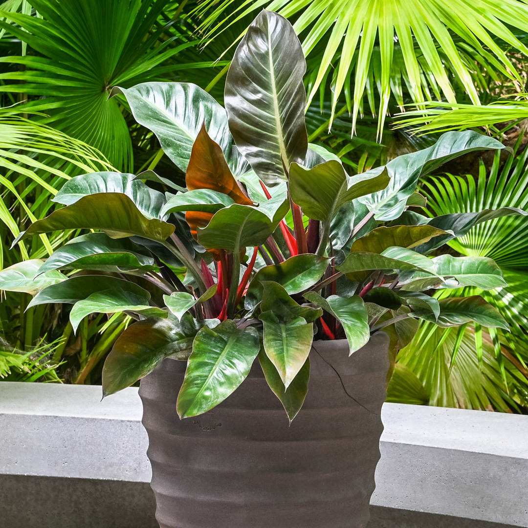 The colors on this Philodendron are simply stunning.  #Nature never ceases to amaze...