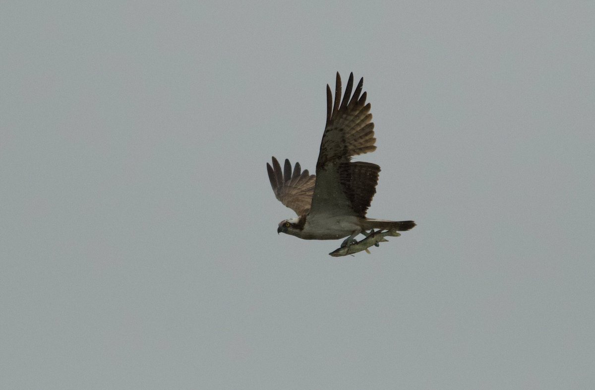 bri66thomp's tweet photo. Osprey and another departing Pike from outside of Stratford hide, CVL this afternoon. @bristolbirding @CVLbirding https://t.co/d6dx7p3XVj