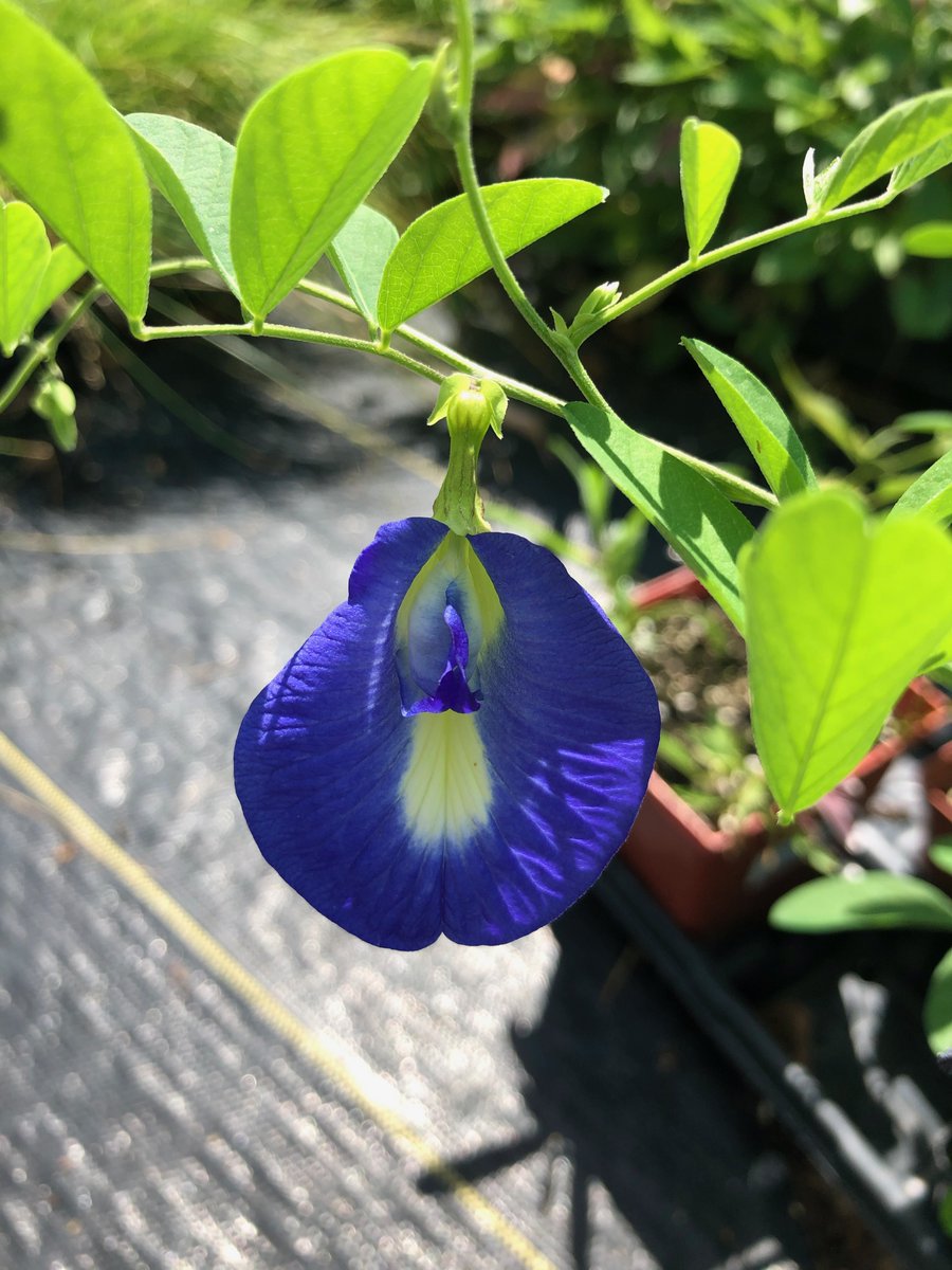 Another #BlueFlower Clitoria ternatea commonly known as Asian pigeonwings, bluebellvine, blue pea, butterfly pea, cordofan pea and Darwin pea. Whatever you call it they are gorgeous.  <a href="/redbuttegarden/">Red Butte Garden</a>  Nursery. 
#Gardening #Fabaceae