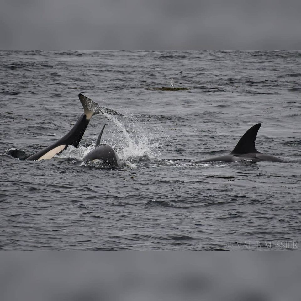 Bigg's killer whales (mammal eaters), the T036A's, stumbled upon a seal trying to hide on top of a kelp bed! RIP seal. 📷 Credit: Valerie B Messier . . #princeofwhales #exploreBC #BCtourismmatters #salishseaorcas #biggsarethebalance #biggsorca #damnnatureyouscary