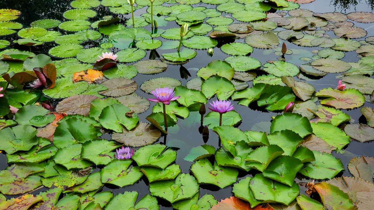 Getting some nature therapy at the beautiful Royal Botanical Gardens. 
#BurlON #HamOnt <a href="/RBGCanada/">Royal Botanical Gardens</a> <a href="/BurlingtonTour/">Tourism Burlington 🇨🇦</a> <a href="/TourismHamilton/">Tourism Hamilton</a>