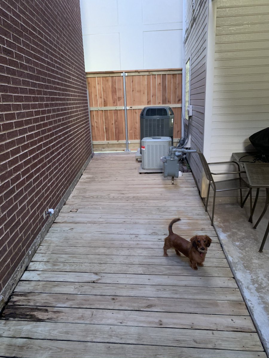 25_male_nyc2's tweet photo. one $200 trip to home depot later, tiny has herself a backyard https://t.co/e4Q2frM4wr