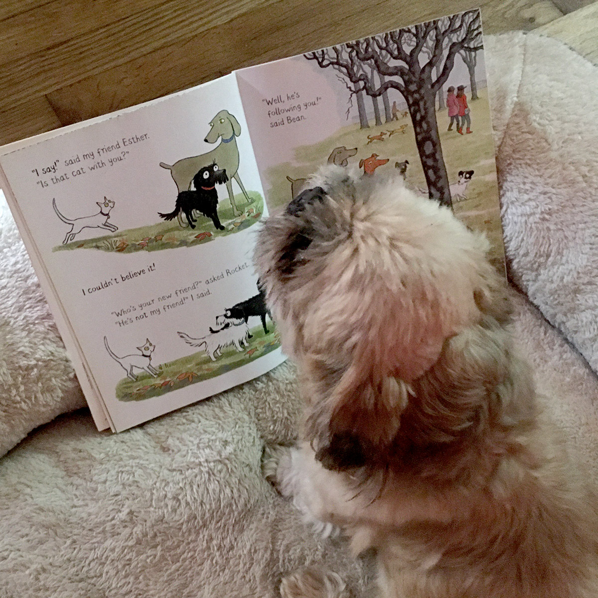 DetroitLibrary's tweet photo. The furry friends of our staff are also taking part in the 313 Summer Reading Challenge! Here are Peaches and Elmo showing off their reading skills.
It's not too late to join the challenge. You can find info here: https://t.co/IHkWaf7Fer
#SummerReading #313READS https://t.co/JNJq3sHRx9