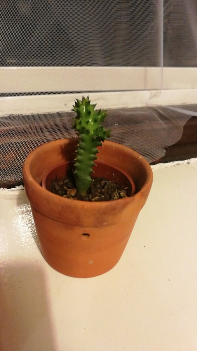 At least one of my plants is performing well despite recent weather #MyGreenStudy