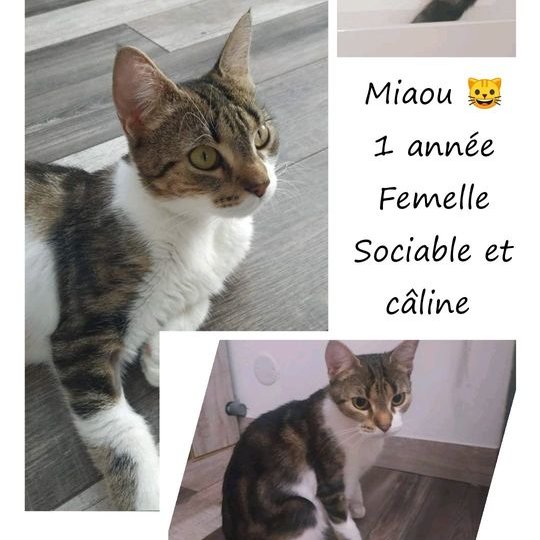 Sauvetage et Chats en Détresse tweet media