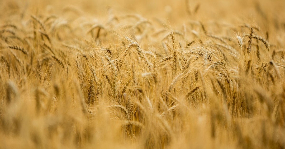 Looking to boost yields and grain quality? Learn how CENTURO can protect against nitrogen loss and maximize your availability for crop uptake: ow.ly/yrWj50Bf3vS