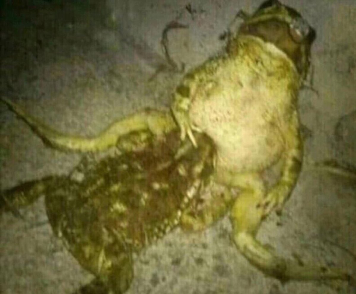 I walked outside and saw 2 frogs doing this man smh fuck 2020