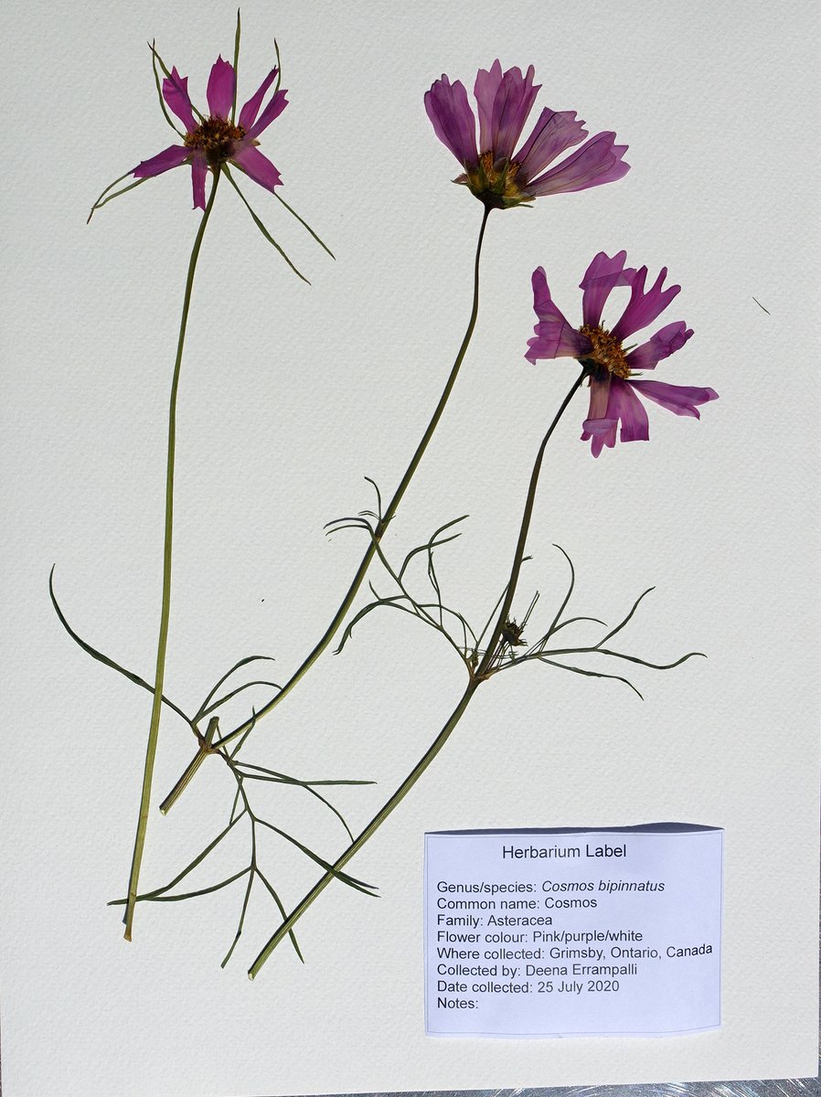 derrampallisci's tweet photo. @SLCUPlants Task 7: Make a herbarium specimen #Planttaskmaster and @CUHerb
Cosmos Bipinnatus from my garden https://t.co/kz14YWaLRx