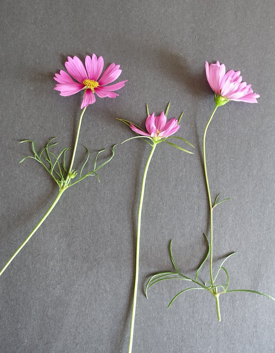 derrampallisci's tweet photo. @SLCUPlants Task 7: Make a herbarium specimen #Planttaskmaster and @CUHerb
Cosmos Bipinnatus from my garden https://t.co/kz14YWaLRx