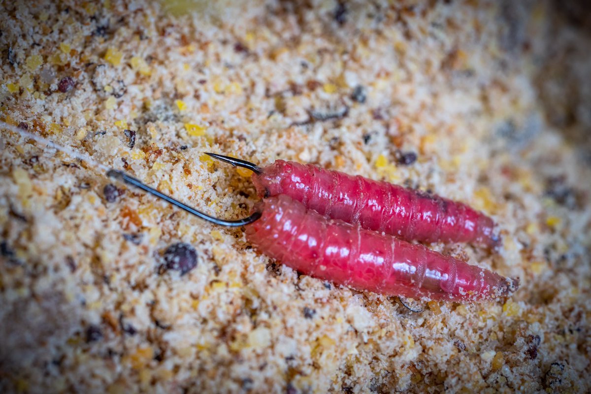TackleGuru's tweet photo. MATCH SPECIALS 🔥 The Match Special is a super versatile hook pattern that’ll cover pretty much every natural water fishing situation... Pole, feeder, waggler you name it and these hooks will cover it 👊🏼 Available in sizes 10 down to a 20 for ultimate versatility 🤩 #matchspecial https://t.co/B8OUaud8io