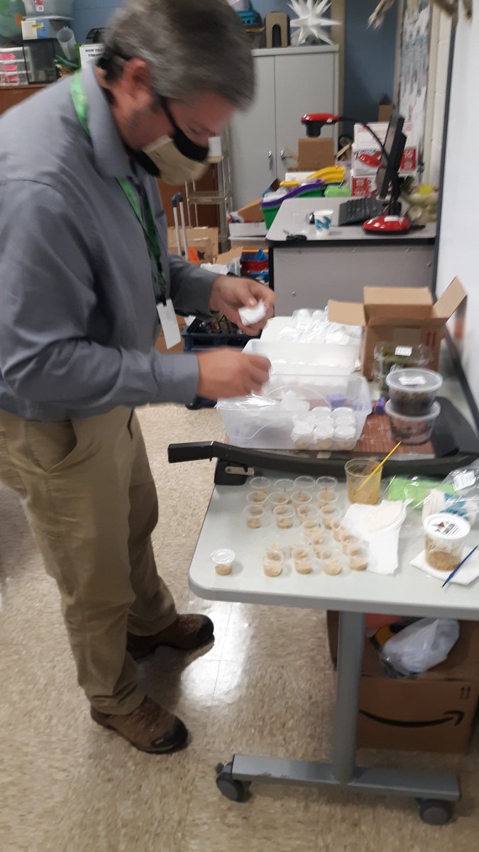 WSFCS_Science's tweet photo. Passing out #ButterflyLarvae for 2nd grade Ts to share virtually the #lifecycle with their students. #Sci2L1 #WeDoScienceWell https://t.co/ogvUpNyoQH