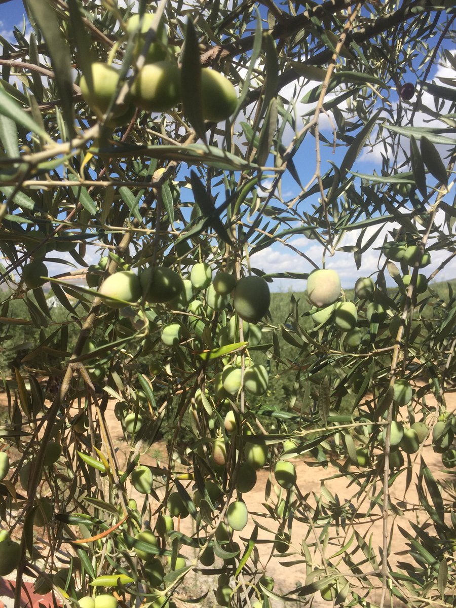 BrigittePowell1's tweet photo. Olive picking has commenced! 😊 https://t.co/0g7bTY7kSt