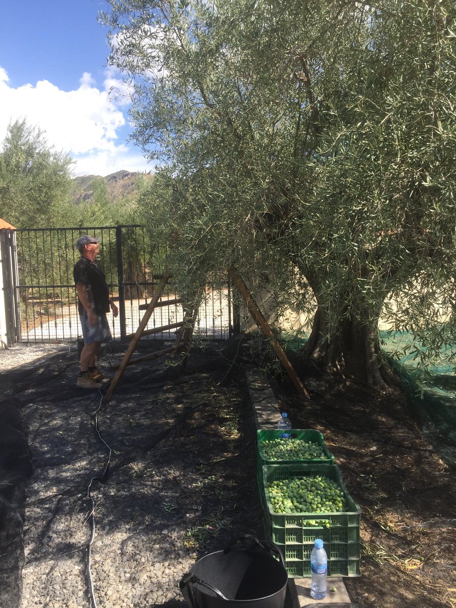 BrigittePowell1's tweet photo. Olive picking has commenced! 😊 https://t.co/0g7bTY7kSt