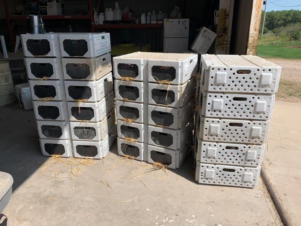BVOutdoors's tweet photo. First batch of pheasants are out the door! #pheasants#birdfarm https://t.co/kV9ogplb6j