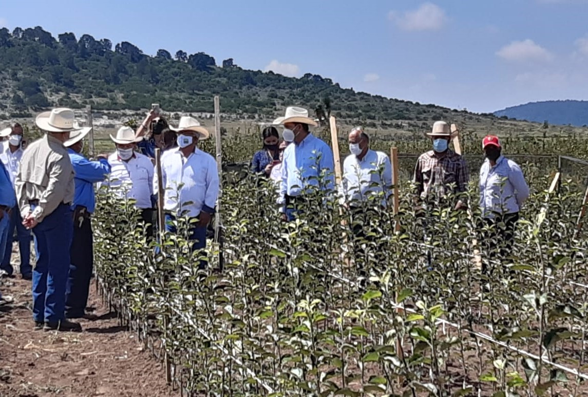 SEDERCOAH's tweet photo. #Arteaga Secretario @flores_mendez en recorrido por vivero de #manzana, establecido con total apoyo del Gobierno de @mrikelme. Incremento en la superficie de siembra y aumento de las densidades para un mejor uso del agua y mayor rendimiento por hectárea. #FuerteCoahuilaEs https://t.co/FEshteOirR