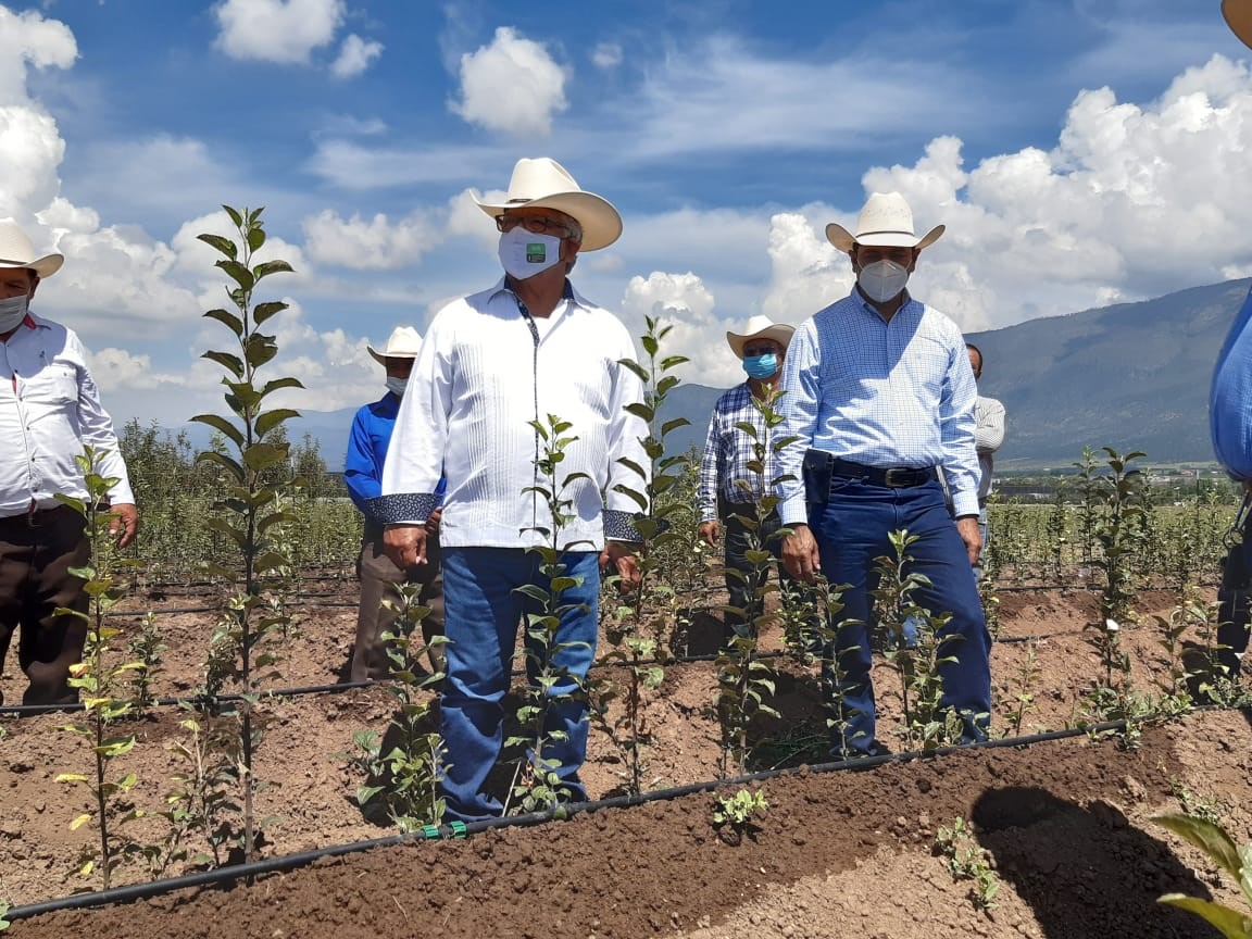 SEDERCOAH's tweet photo. #Arteaga Secretario @flores_mendez en recorrido por vivero de #manzana, establecido con total apoyo del Gobierno de @mrikelme. Incremento en la superficie de siembra y aumento de las densidades para un mejor uso del agua y mayor rendimiento por hectárea. #FuerteCoahuilaEs https://t.co/FEshteOirR