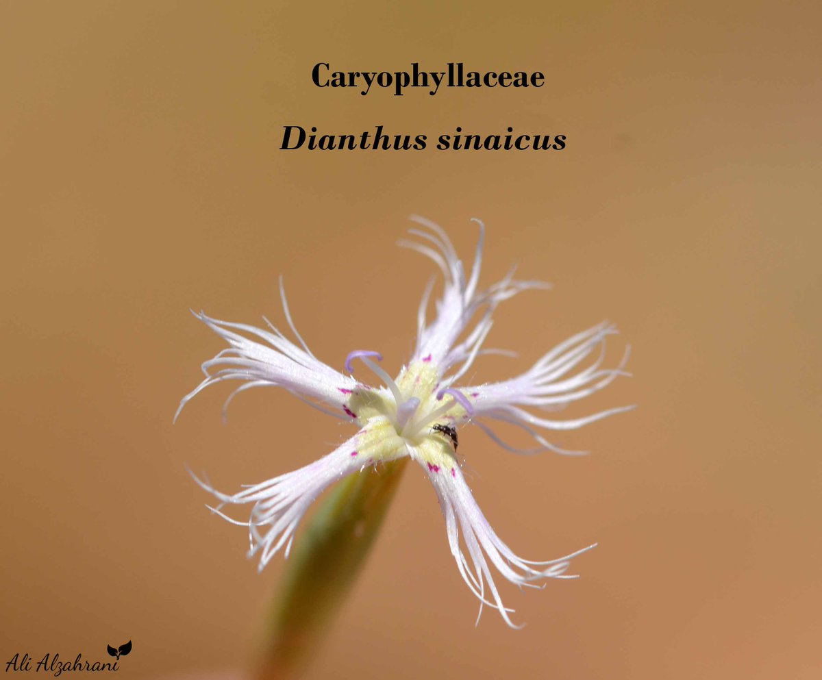 SaudiBotanist's tweet image. #Flora_of_The_Arabian_Peninsula_and_Socotra 
#Flora_of_Saudi_Arabia
#Saudi_Biodiversity
#wildflower
#NearbyWild
#Caryophyllaceae
#Dianthus
#تعرف_على_بيئتك
@saudiwildlife
Dianthus sinaicus