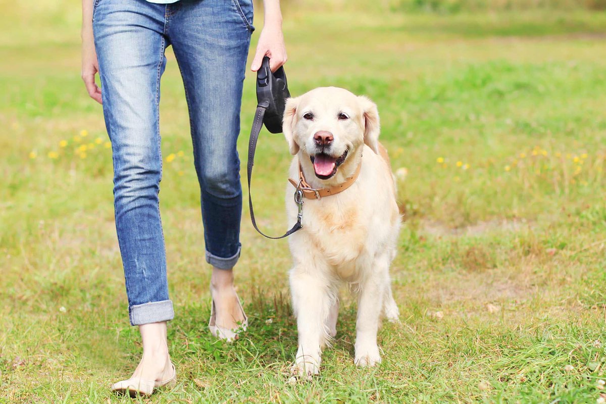 It's starting to feel like fall out there, isn't it?

It's great to have the option to take dogs on walks throughout the day versus just early morning or late evening.