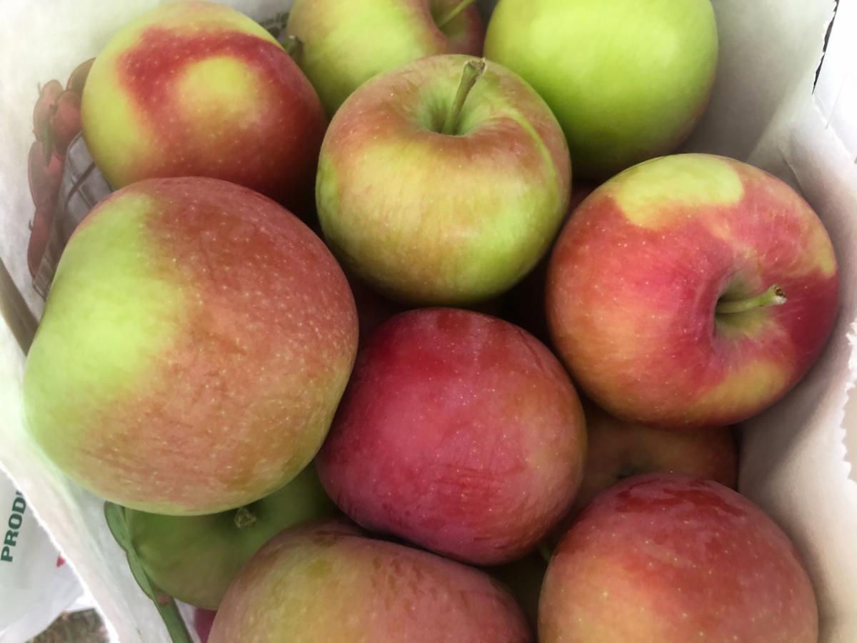 317main's tweet image. Yarmouth Farmers Market Thursday September 3rd 3-6pm conta.cc/3hW9gC3