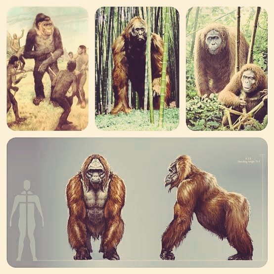 Yalangoch muskullar gigant sikli