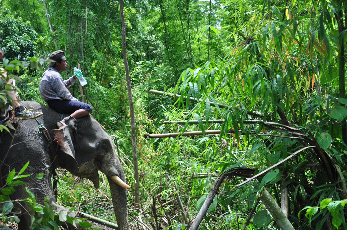 Teak and Tusks!Forestry Elephants of Myanmar.There are over five thousand working forestry elephants in Myanmar, the majority of which work for the state timber company. An elephant, its master (mahout) and the mahouts family are considered a civil service work unit.