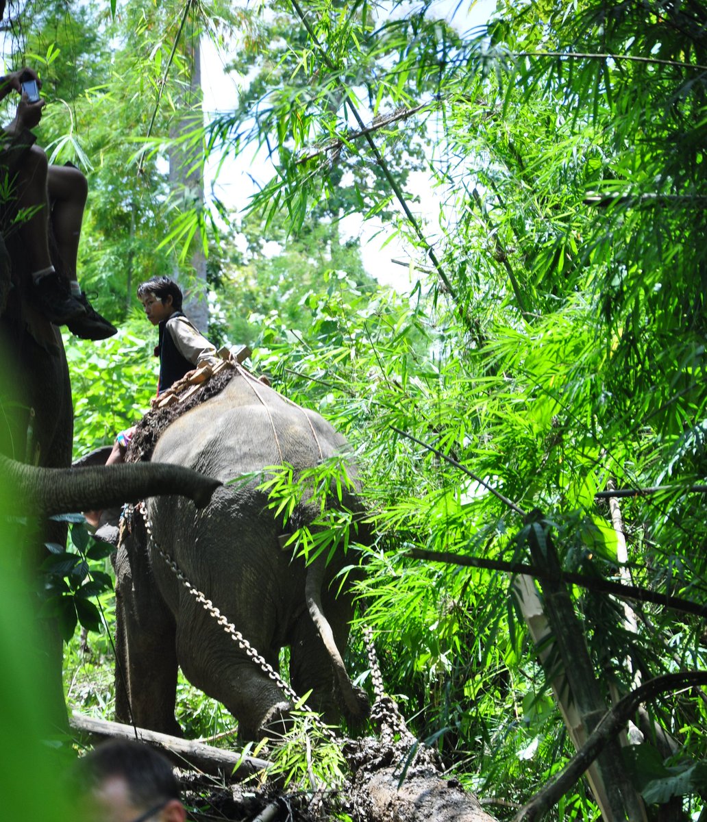 The elephants are mostly harvesting teak from plantations rather than the old growth ‘burmese teak’.They're incredble to watch. They don’t lift the logs out of the forest, instead they drag logs (up to one tonne) using their bodyweight as a powerful conterweight