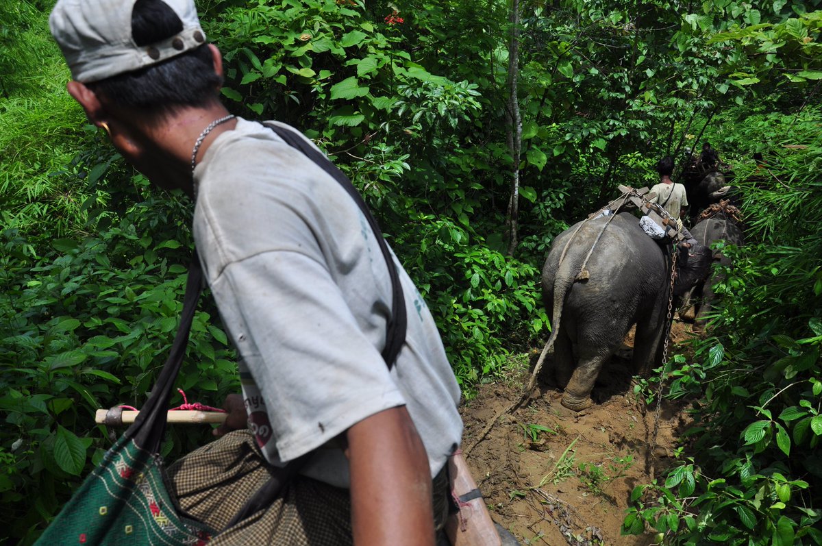 The elephants are mostly harvesting teak from plantations rather than the old growth ‘burmese teak’.They're incredble to watch. They don’t lift the logs out of the forest, instead they drag logs (up to one tonne) using their bodyweight as a powerful conterweight