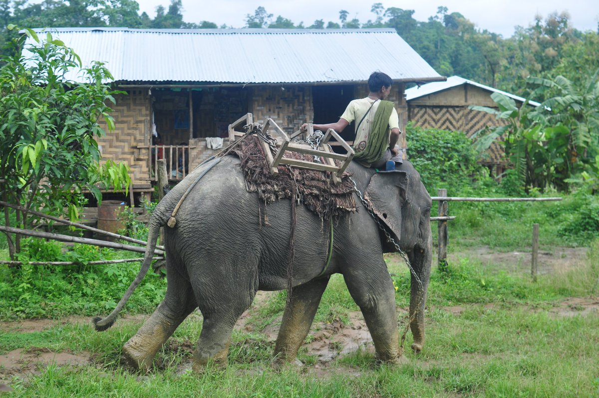 The elephants are not strictly captive, they work from early morning until the midday heat,at which point they are set free into the jungle. Here they feed, socialise and procreate!A short chain leaves a distinctive mark on the forest floor which the mahout follows before dawn