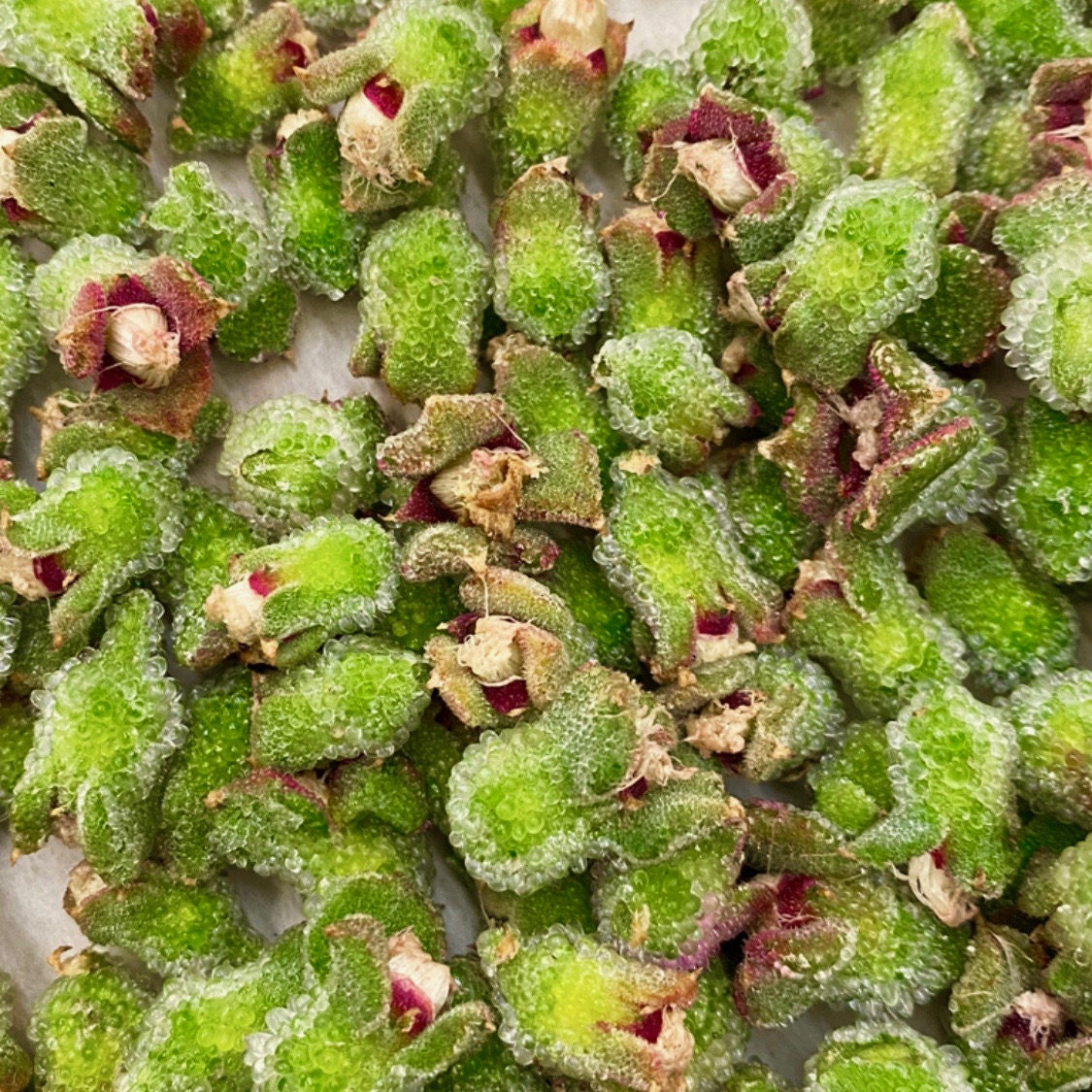 Schaffer_LA's tweet photo. So we received these little babies the other day and they seem to be from outer space. Crunchy, salty, lemony little buds that burst in your mouth like caviar. They may be our new favorite ingredient. What are they?

.
.
#Learnsomethingneweveryday Scarborough Farm https://t.co/Bmd93Utiir