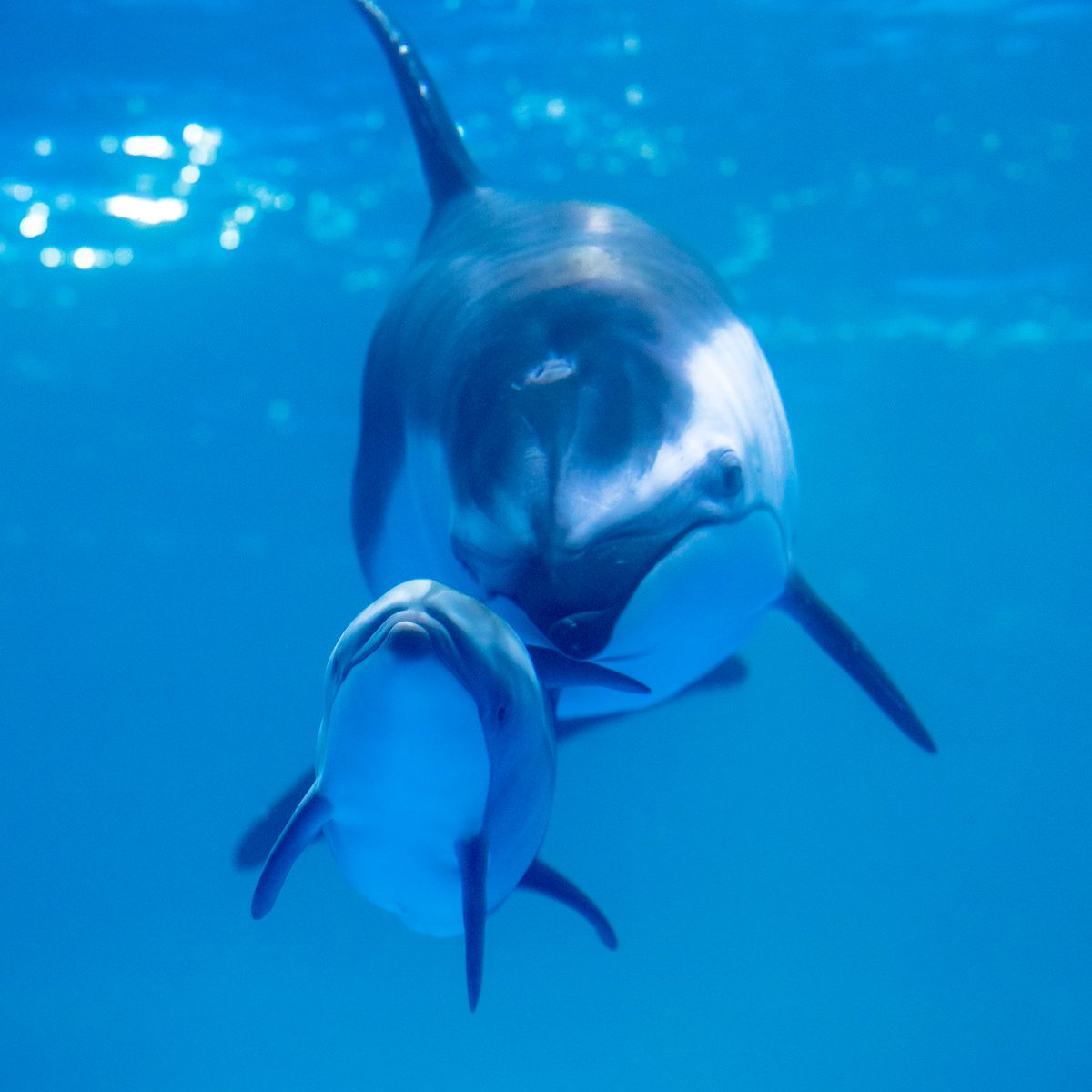 shedd_aquarium's tweet image. Double the new arrivals means double the updates! 
🐋The animal care team is encouraged by how attentive Naya has been with her calf! 
🐬Katrl &amp;amp; her calf have been swimming and bonding together 
🐋Both Naya and Katrl are doing well post-delivery