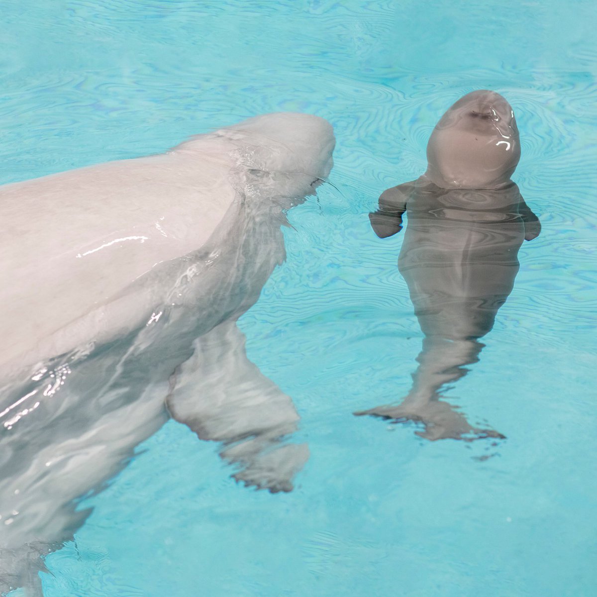 shedd_aquarium's tweet image. Double the new arrivals means double the updates! 
🐋The animal care team is encouraged by how attentive Naya has been with her calf! 
🐬Katrl &amp;amp; her calf have been swimming and bonding together 
🐋Both Naya and Katrl are doing well post-delivery
