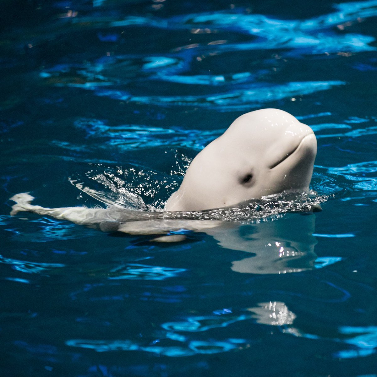 shedd_aquarium's tweet image. Double the new arrivals means double the updates! 
🐋The animal care team is encouraged by how attentive Naya has been with her calf! 
🐬Katrl &amp;amp; her calf have been swimming and bonding together 
🐋Both Naya and Katrl are doing well post-delivery