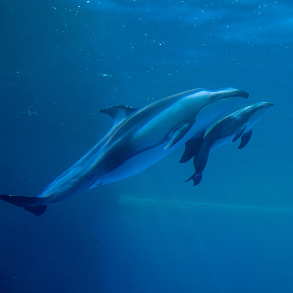 shedd_aquarium's tweet image. Double the new arrivals means double the updates! 
🐋The animal care team is encouraged by how attentive Naya has been with her calf! 
🐬Katrl &amp;amp; her calf have been swimming and bonding together 
🐋Both Naya and Katrl are doing well post-delivery
