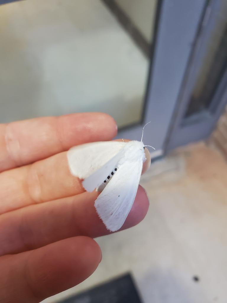 HHAlexanderSC's tweet photo. Apparently today is the day for bug encounters.
Can anyone ID this beautiful baby?
#moth
#nature
#identifythis https://t.co/AVbaPiM06X