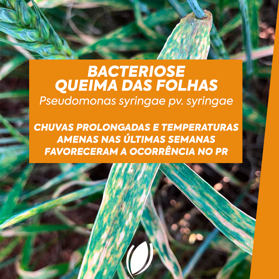 biotrigo's tweet photo. ATENÇÃO PRODUTORES DO PR!
Passe para o lado para conferir esse material com sintomas, fatores que favorecem e desfavorecem a ocorrência de BACTERIOSE:

#trigo #bacteriose #agricultura #agro https://t.co/Bu4vV4Lzut