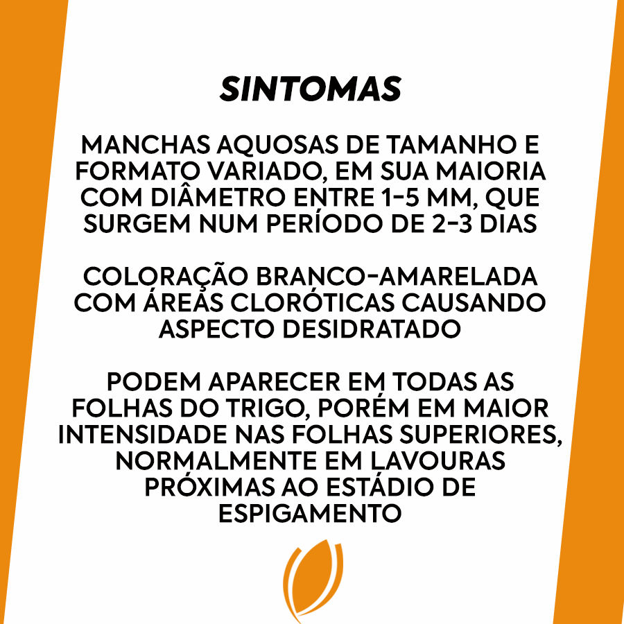 biotrigo's tweet photo. ATENÇÃO PRODUTORES DO PR!
Passe para o lado para conferir esse material com sintomas, fatores que favorecem e desfavorecem a ocorrência de BACTERIOSE:

#trigo #bacteriose #agricultura #agro https://t.co/Bu4vV4Lzut