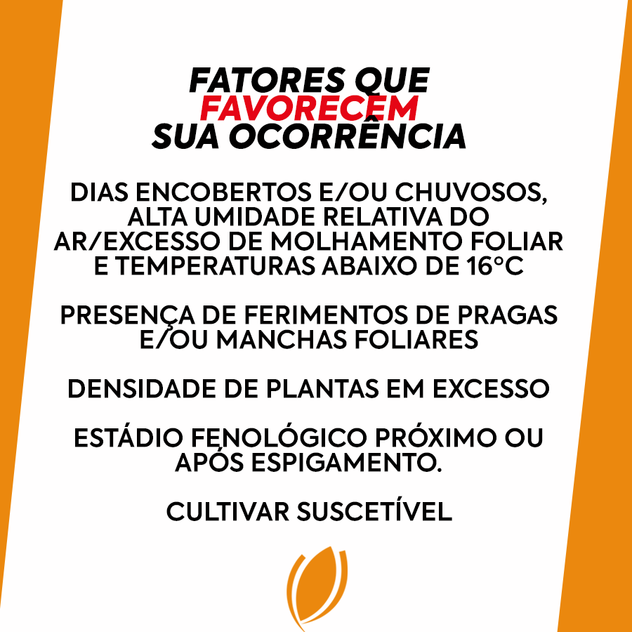 biotrigo's tweet photo. ATENÇÃO PRODUTORES DO PR!
Passe para o lado para conferir esse material com sintomas, fatores que favorecem e desfavorecem a ocorrência de BACTERIOSE:

#trigo #bacteriose #agricultura #agro https://t.co/Bu4vV4Lzut