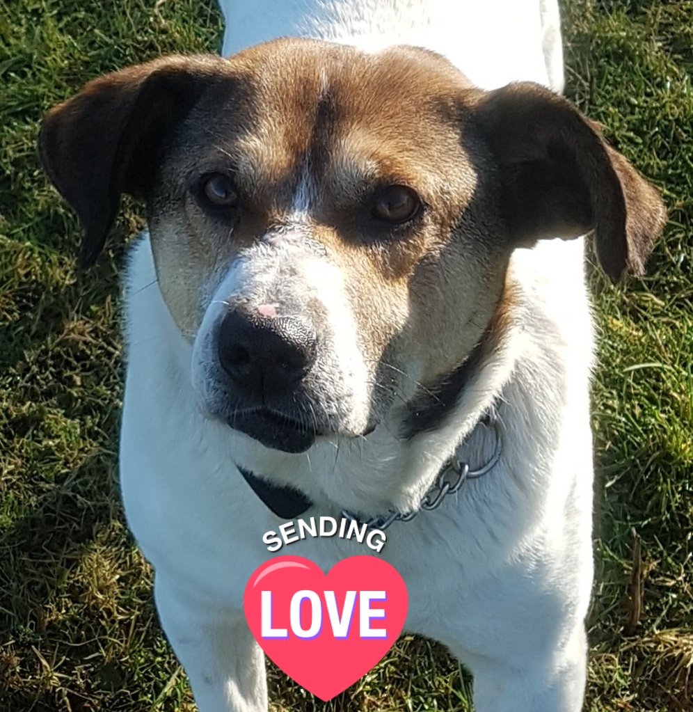 AndLabus's tweet image. Evening pals, I must apologises, I iz sorry but me secretary wiff da paws dat does type has gones back to her day job and dat means she not always arounds to help me tweet for me pals. We iz sorry and will pop on when we cans. Whilst I iz waitings for her, I wills be snoozing 😴