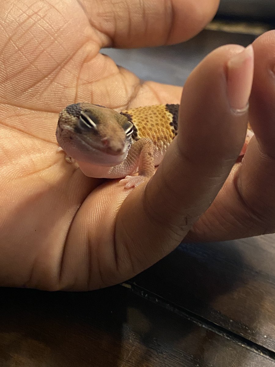 myspoiledgecko's tweet photo. #geckosmiles 😍😍 My #AfricanFatTail #MySpoiledGecko https://t.co/0ad0AVeiQF