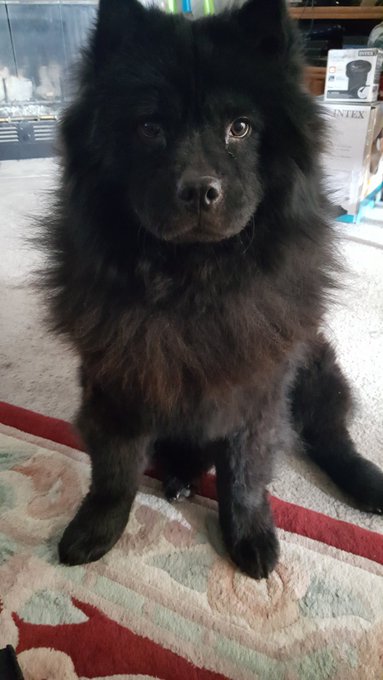 One happy bear.  All brushed and ready to bounce https://t.co/dOn1j2ztsm