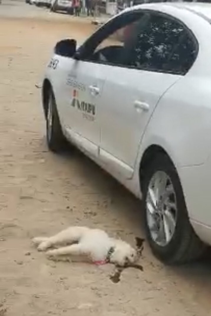 rogonzalezayala's tweet photo. Hola @itaipuparaguay quisiera comentarte que hoy, 2 de Septiembre de 2020z Un personal tuyo, que dirige un Renault Fluence. Chapa VEL 013, móvil número 3693, atropelló un pequeño perrito y se dió a la fuga. Favor RT! Hasta llegar al responsable. https://t.co/wL08q1HQhz