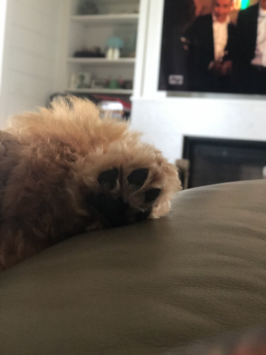 sarcasmforChrst's tweet photo. #puppyfeet #lilbeans https://t.co/LjqJeZ0Rcd