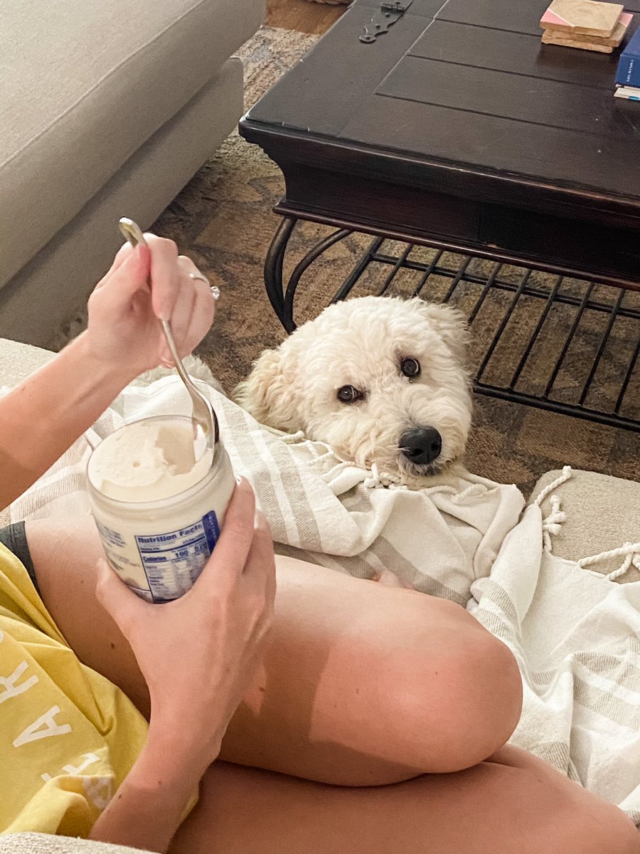 WacoDood's tweet photo. That feeling when you’re on a diet but your roommate isn’t #gelato  #goldendoodle #begging https://t.co/Yz1CaIFTcl