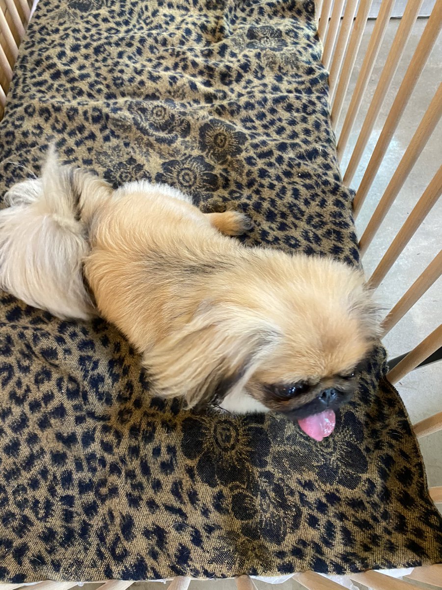 Found a lost pekingese in Gapyeong Gu ~ was walking around near Sechang Super Market. His owner came by later to pick him up 😅 phew #doglovers keep your puppies close please
