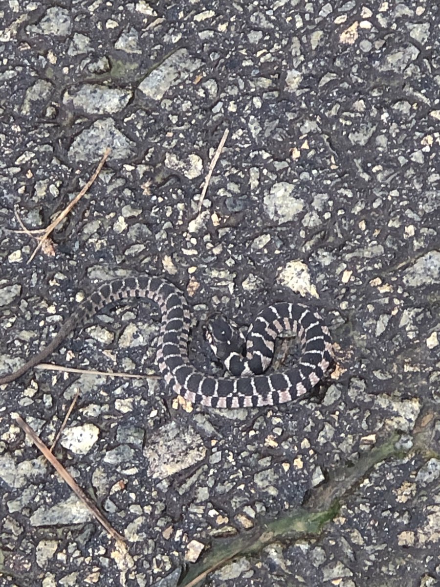 Richard Davenport tweet media